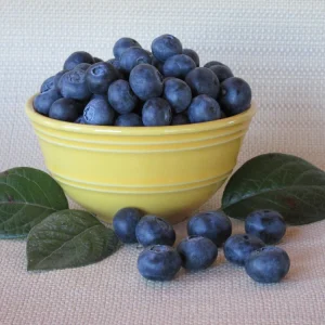 Tifblue Blueberry Live Plant - 15-18 inches Tall - 1 Gallon Container - Image 2