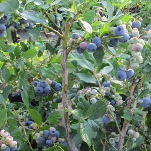 Tifblue Blueberry Live Plant - 15-18 inches Tall - 1 Gallon Container - Image 3