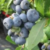 Tifblue Blueberry Live Plant - 15-18 inches Tall - 1 Gallon Container - Image 1