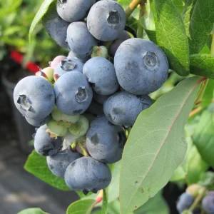 Tifblue Blueberry Live Plant - 15-18 inches Tall - 1 Gallon Container - Image 1