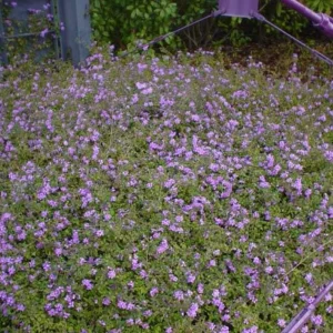 Trailing Lavender Lantana Live Plant – Ornamental Blooms – 4 inch Pot - Image 10