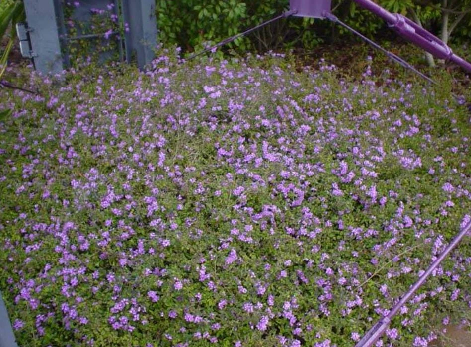 Trailing Lavender Lantana Live Plant – Ornamental Blooms – 4 inch Pot - Image 10