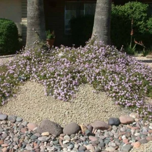 Trailing Lavender Lantana Live Plant – Ornamental Blooms – 4 inch Pot - Image 3