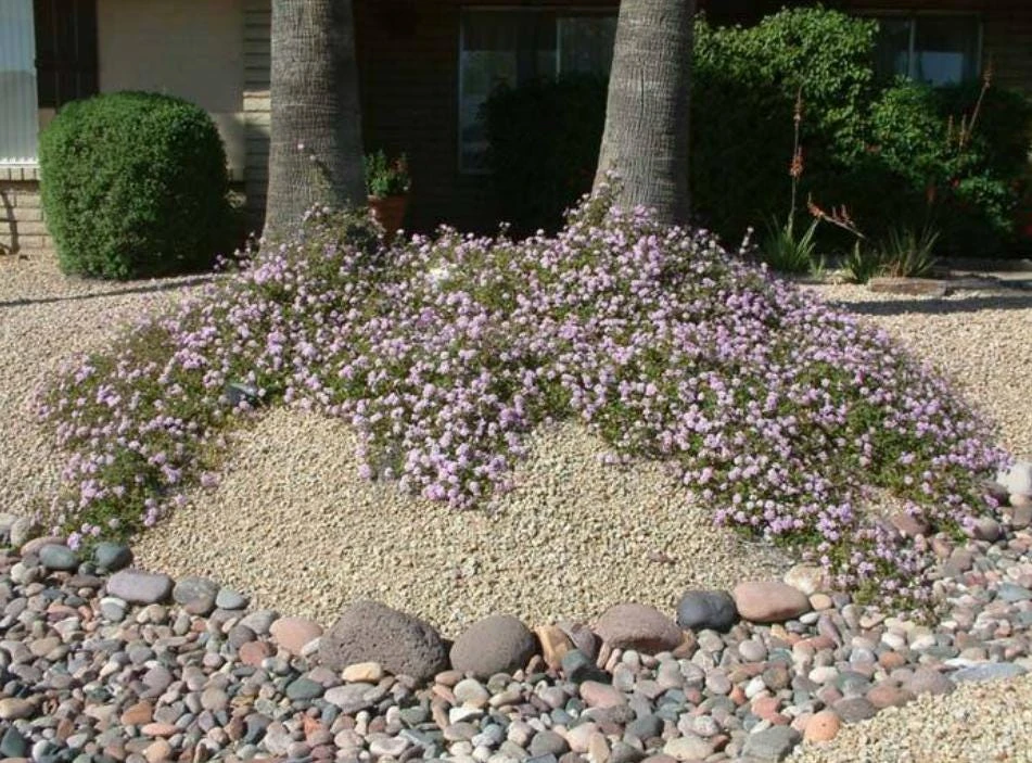 Trailing Lavender Lantana Live Plant – Ornamental Blooms – 4 inch Pot - Image 3