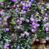 Trailing Lavender Lantana Live Plant – Ornamental Blooms – 4 inch Pot - Image 1