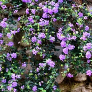 Trailing Lavender Lantana Live Plant – Ornamental Blooms – 4 inch Pot - Image 1