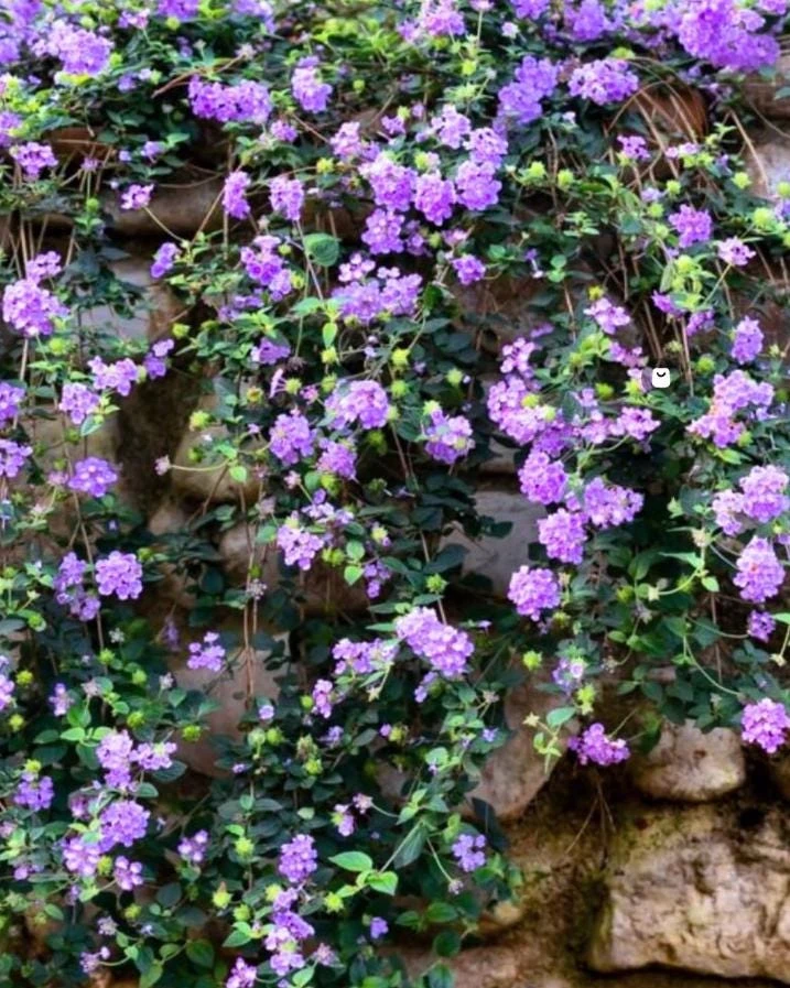 Trailing Lavender Lantana Live Plant – Ornamental Blooms – 4 inch Pot - Image 1