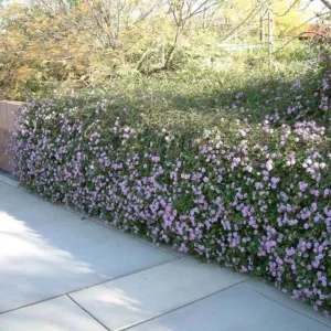 Trailing Lavender Lantana Live Plant – Ornamental Blooms – 4 inch Pot - Image 4