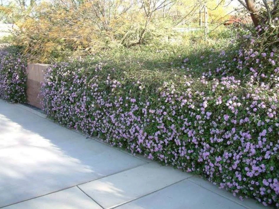 Trailing Lavender Lantana Live Plant – Ornamental Blooms – 4 inch Pot - Image 4