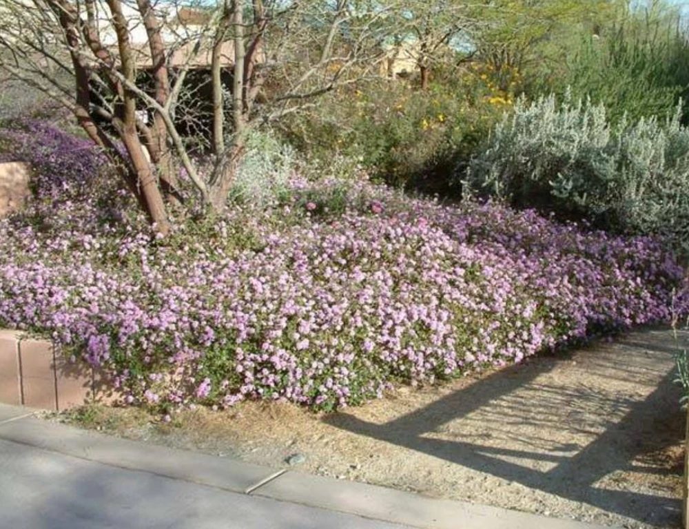 Trailing Lavender Lantana Live Plant – Ornamental Blooms – 4 inch Pot - Image 5
