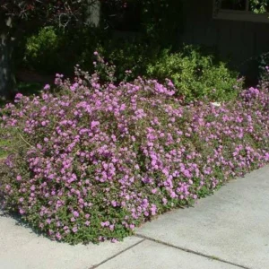Trailing Lavender Lantana Live Plant – Ornamental Blooms – 4 inch Pot - Image 6