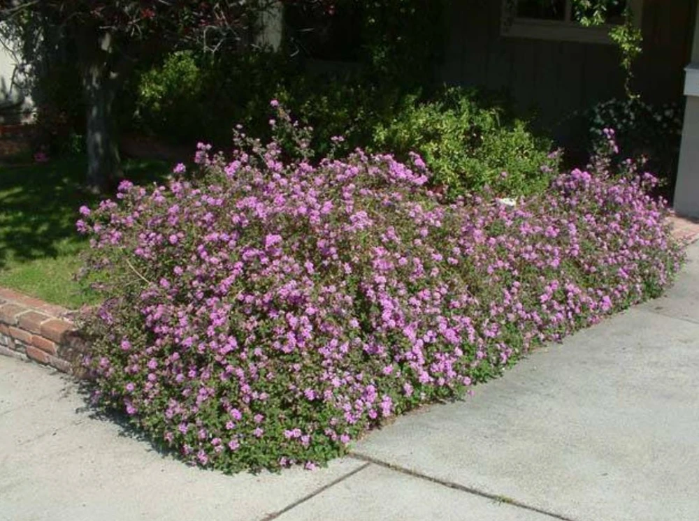 Trailing Lavender Lantana Live Plant – Ornamental Blooms – 4 inch Pot - Image 6