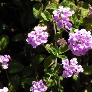 Trailing Lavender Lantana Live Plant – Ornamental Blooms – 4 inch Pot - Image 7