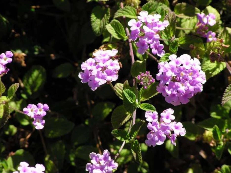 Trailing Lavender Lantana Live Plant – Ornamental Blooms – 4 inch Pot - Image 7