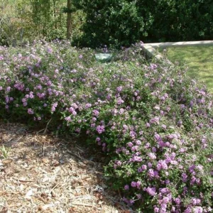 Trailing Lavender Lantana Live Plant – Ornamental Blooms – 4 inch Pot - Image 8