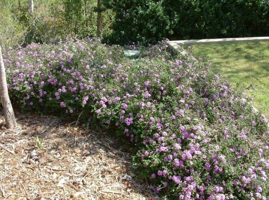 Trailing Lavender Lantana Live Plant – Ornamental Blooms – 4 inch Pot - Image 8