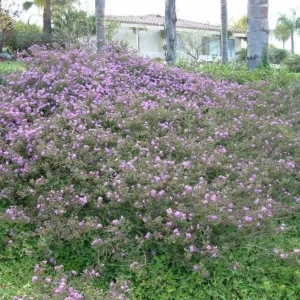 Trailing Lavender Lantana Live Plant – Ornamental Blooms – 4 inch Pot - Image 9