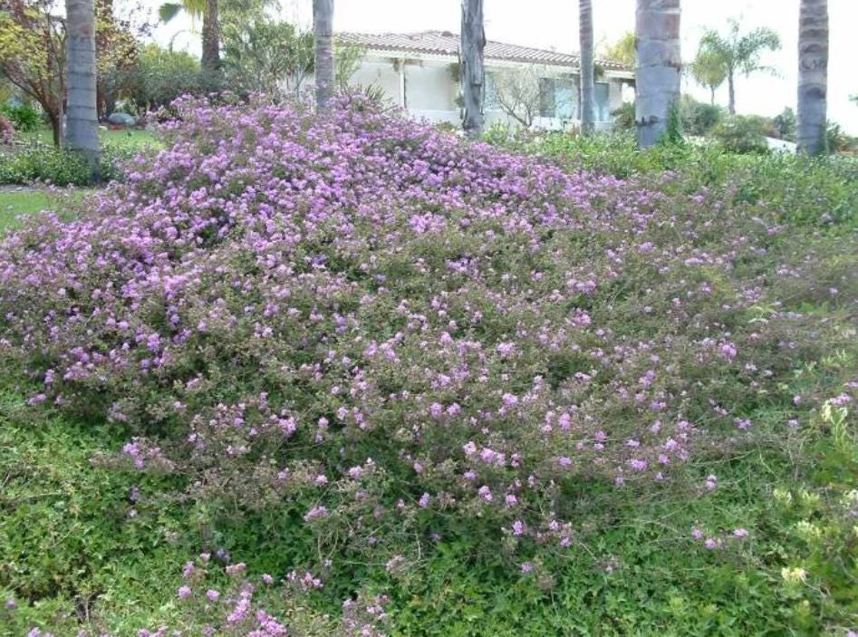 Trailing Lavender Lantana Live Plant – Ornamental Blooms – 4 inch Pot - Image 9