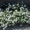 Trailing White Lantana Live Plant – 4" Pot – Beautiful White Blooms – Outdoor - Image 1