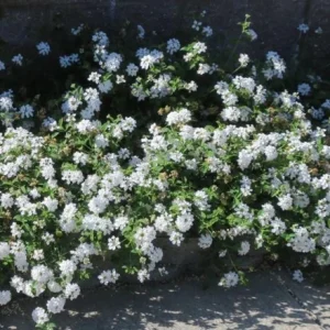 Trailing White Lantana Live Plant – 4