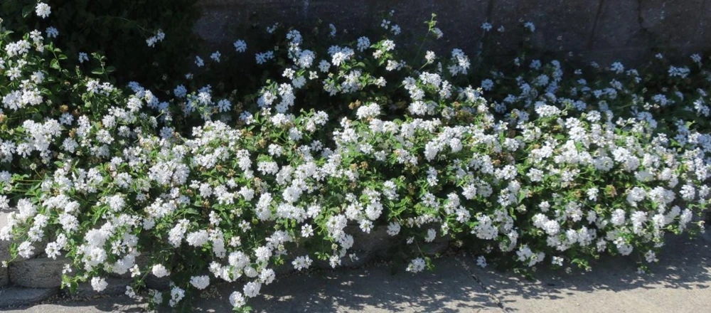 Trailing White Lantana Live Plant – 4" Pot – Beautiful White Blooms – Outdoor - Image 1