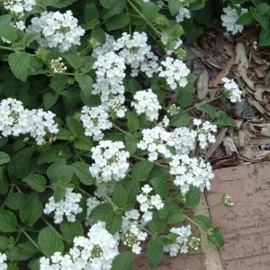 Trailing White Lantana Live Plant – 4