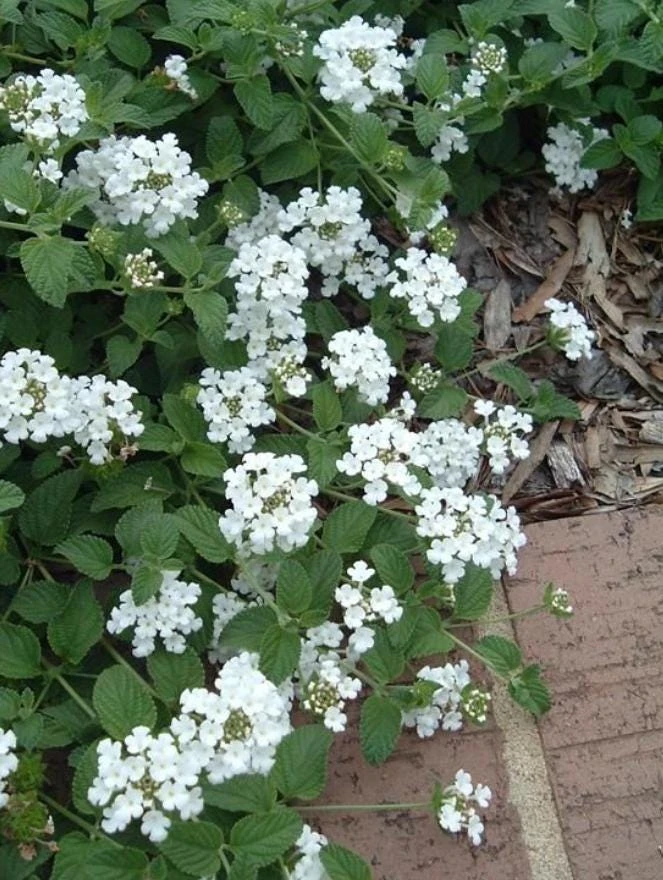 Trailing White Lantana Live Plant – 4" Pot – Beautiful White Blooms – Outdoor - Image 2