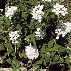 Trailing White Lantana Live Plant – 4