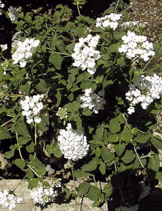 Trailing White Lantana Live Plant – 4" Pot – Beautiful White Blooms – Outdoor - Image 3