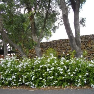 Trailing White Lantana Live Plant – 4