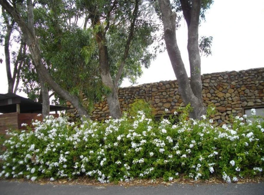 Trailing White Lantana Live Plant – 4" Pot – Beautiful White Blooms – Outdoor - Image 4
