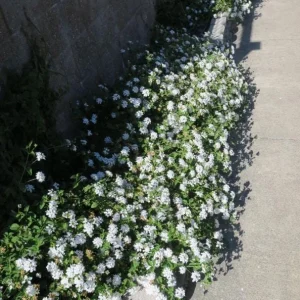 Trailing White Lantana Live Plant – 4