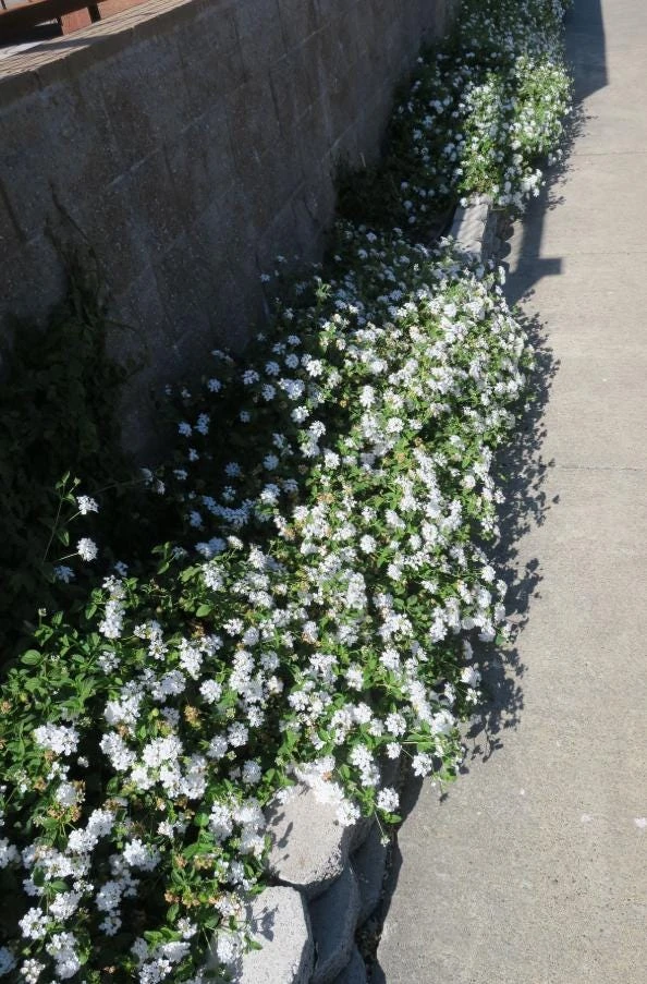 Trailing White Lantana Live Plant – 4" Pot – Beautiful White Blooms – Outdoor - Image 5