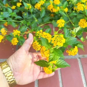 Trailing Yellow Lantana Live Plant – 4