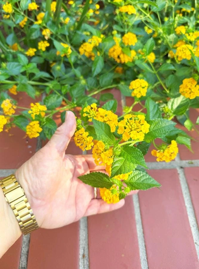 Trailing Yellow Lantana Live Plant – 4" Pot – Beautiful Outdoor Flowers - Image 2