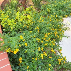 Trailing Yellow Lantana Live Plant – 4