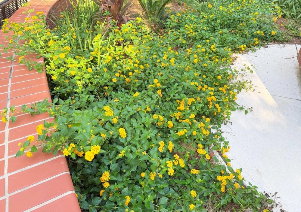 Trailing Yellow Lantana Live Plant – 4" Pot – Beautiful Outdoor Flowers - Image 3