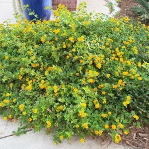 Trailing Yellow Lantana Live Plant – 4