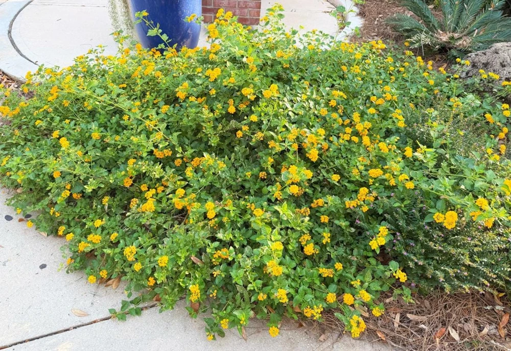 Trailing Yellow Lantana Live Plant – 4" Pot – Beautiful Outdoor Flowers - Image 4