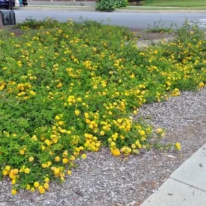 Trailing Yellow Lantana Live Plant – 4