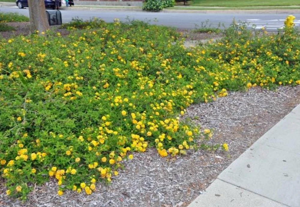 Trailing Yellow Lantana Live Plant – 4" Pot – Beautiful Outdoor Flowers - Image 5