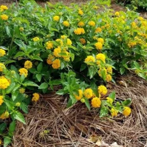 Trailing Yellow Lantana Live Plant – 4