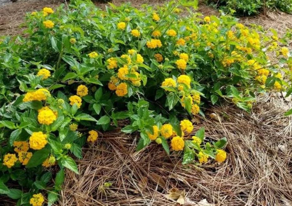 Trailing Yellow Lantana Live Plant – 4" Pot – Beautiful Outdoor Flowers - Image 1
