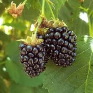 Triple Crown Blackberry Live Plant – Thornless Fruit Shrub – 3-6 inch Starter Plant - Image 2