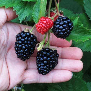 Triple Crown Blackberry Live Plant – Thornless Fruit Shrub – 3-6 inch Starter Plant - Image 4