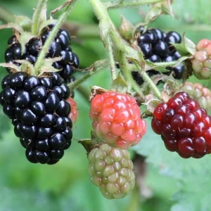 Triple Crown Blackberry Live Plant – Thornless Fruit Shrub – 3-6 inch Starter Plant - Image 5