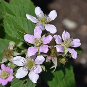 Triple Crown Blackberry Live Plant – Thornless Fruit Shrub – 3-6 inch Starter Plant - Image 6