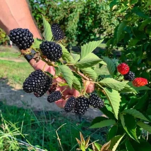 Triple Crown Blackberry Live Plant – Thornless Fruit Shrub – 3-6 inch Starter Plant - Image 1