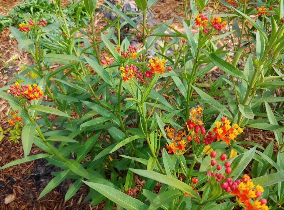 Tropical Milkweed Live Plant – 4 inch Pot – Orange Yellow Flowers - Image 2