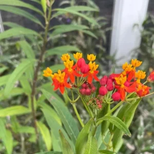 Tropical Milkweed Live Plant – 4 inch Pot – Orange Yellow Flowers - Image 3